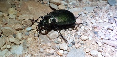 Calosoma schayeri