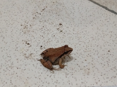 Physalaemus gracilis