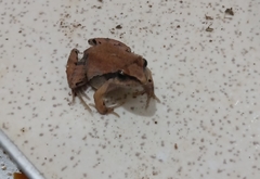 Physalaemus gracilis