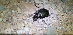 Calosoma schayeri
