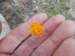 Raillardella scaposa