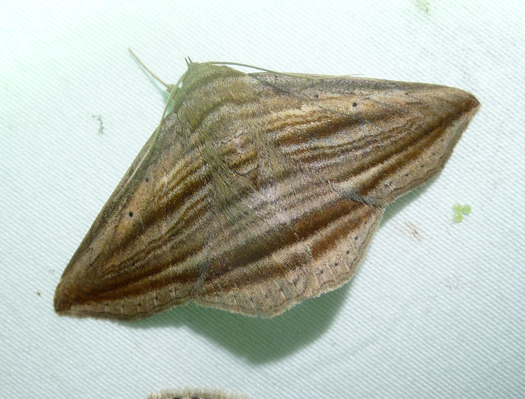 Itonia opistographa