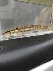 Redfin Pickerel photo 5