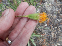 Raillardella scaposa