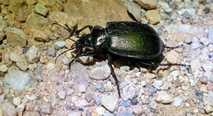 Calosoma schayeri