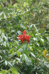 Aphelandra sinclairiana