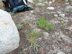 Raillardella scaposa