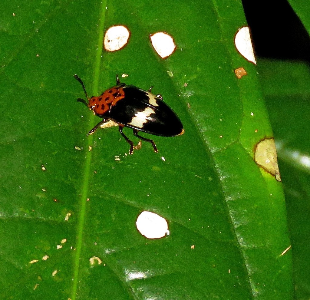 Iphiclus ornatus