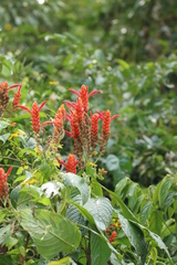 Aphelandra sinclairiana