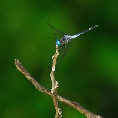 Micrathyria atra