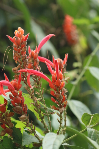 Aphelandra sinclairiana