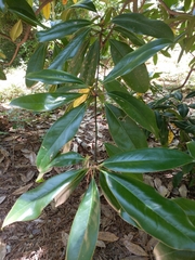 Magnolia grandiflora