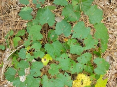 Vitis rotundifolia
