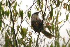 Synallaxis hypochondriaca