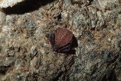 Pseudogarypus