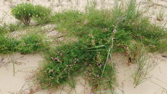 Mimosa rupertiana