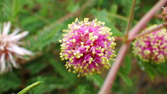 Mimosa rupertiana