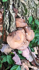 Cyclocybe parasitica