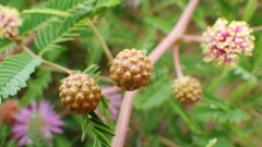 Mimosa rupertiana