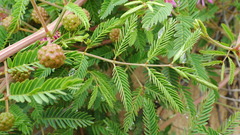 Mimosa rupertiana