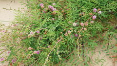 Mimosa rupertiana