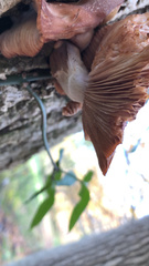 Cyclocybe parasitica