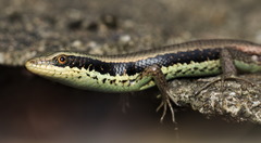 Eutropis longicaudata