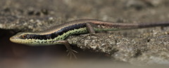 Eutropis longicaudata