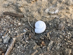 Cahuillus indioensis