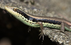Eutropis longicaudata