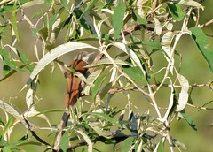 Phacellodomus dorsalis