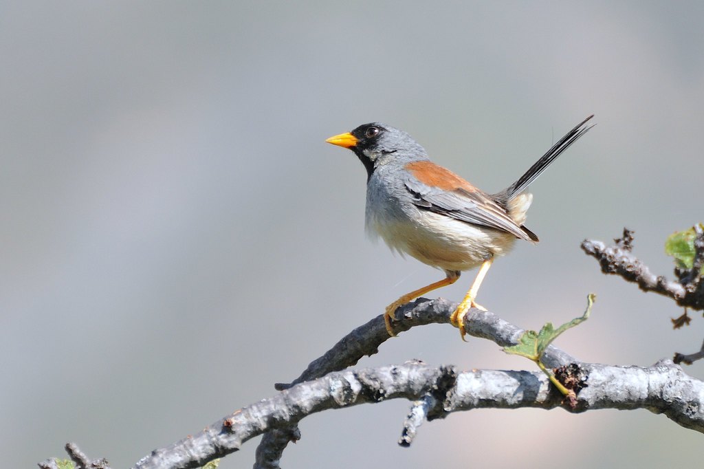 Buff-Bridled Inca-Finch