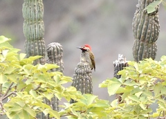 Colaptes atricollis