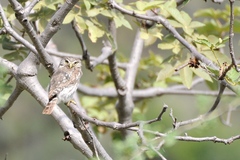 Glaucidium peruanum