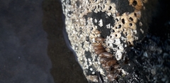Nucella lapillus
