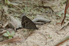 Ypthima lisandra