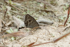 Ypthima lisandra
