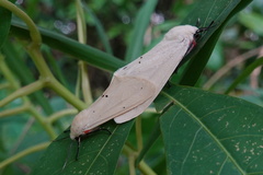 Spilarctia subcarnea