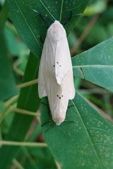 Spilarctia subcarnea