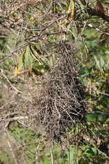 Phacellodomus dorsalis