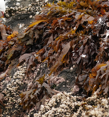 Pachymenia dichotoma