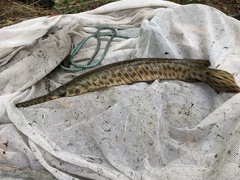 Spotted Gar photo 4