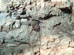 Pseudogarypus