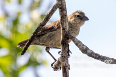 Camarhynchus pallidus