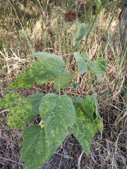 Allowissadula holosericea