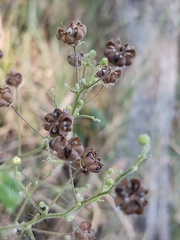 Allowissadula holosericea