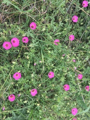 Modiolastrum gilliesii