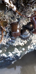 Actinia equina