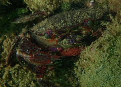 Nectocarcinus integrifrons