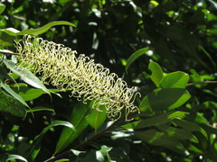 Buckinghamia celsissima